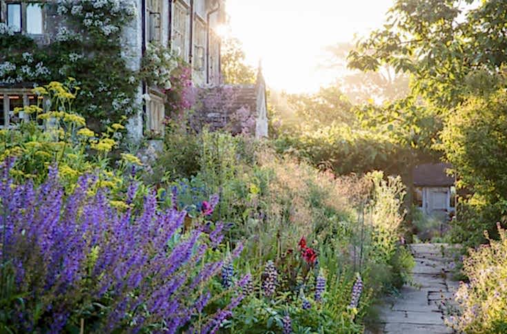 Rows of purple flower lining the pathways next to the Manor.