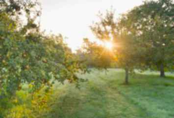 Sunlit orchard with rows of fruit trees beside meadow at Gravetye Manor gardens in West Sussex.