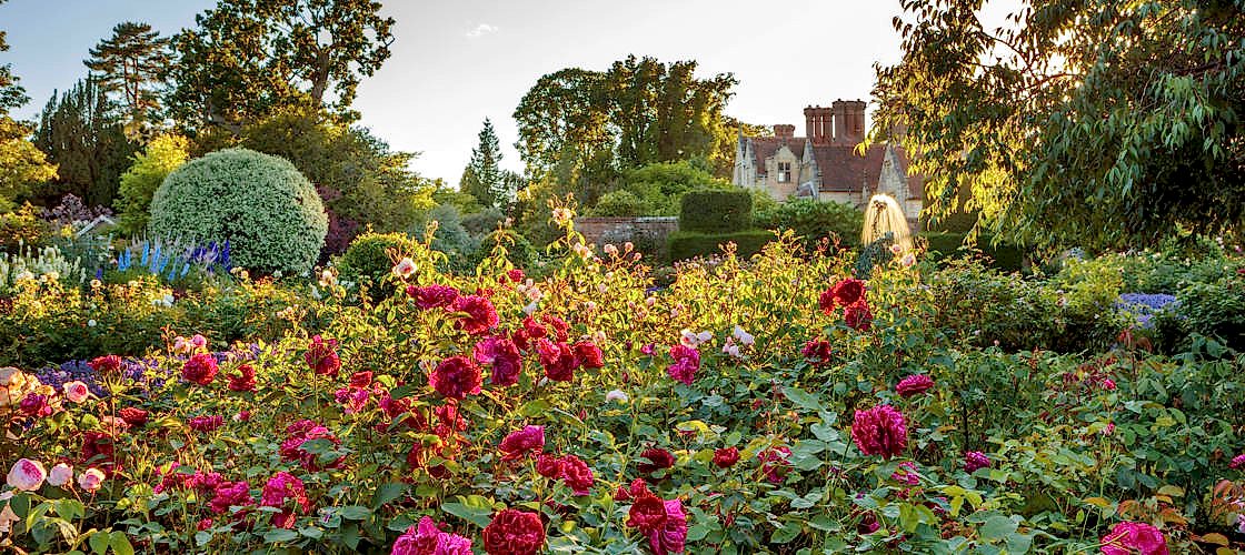 Richly planted rose garden at Gravetye Manor glowing in the afternoon sun, with deep pink blooms in the foreground and the historic manor house rising beyond the hedges and trees.